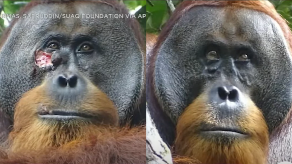 Čudo prirode: Orangutan sam sebi zalečio ranu melemom koji je napravio od biljaka