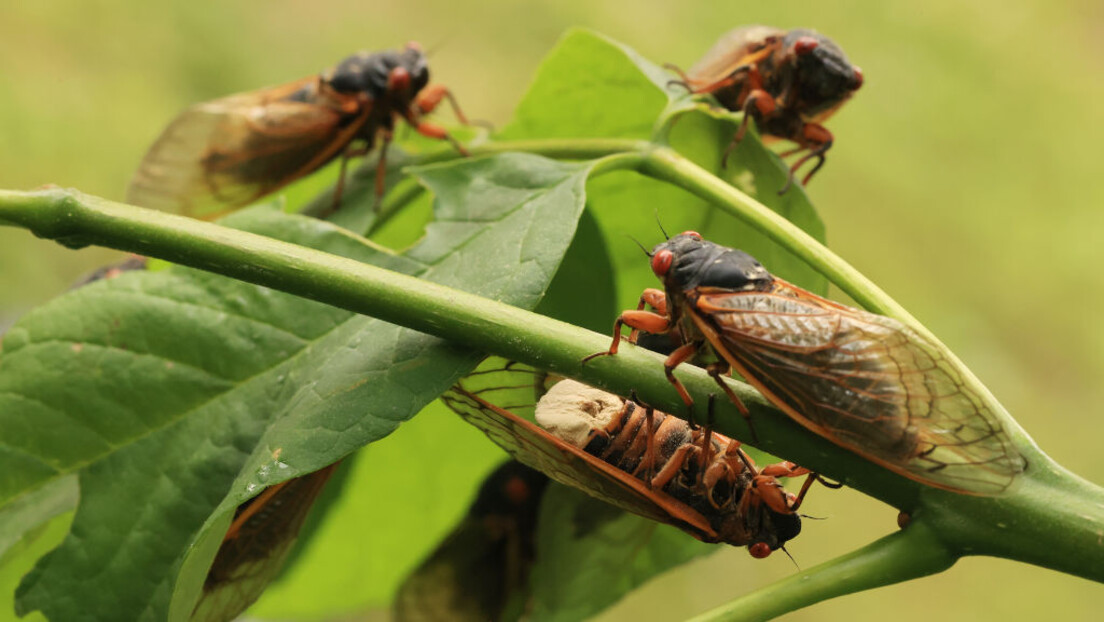 Библијска пошаст стиже у Америку: Најезда инсеката последњи пут забележена 1803.