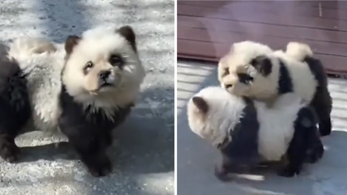 Zoološki vrt optužen za lažno oglašavanje - ofarbali pse i reklamirali kao pande (VIDEO)