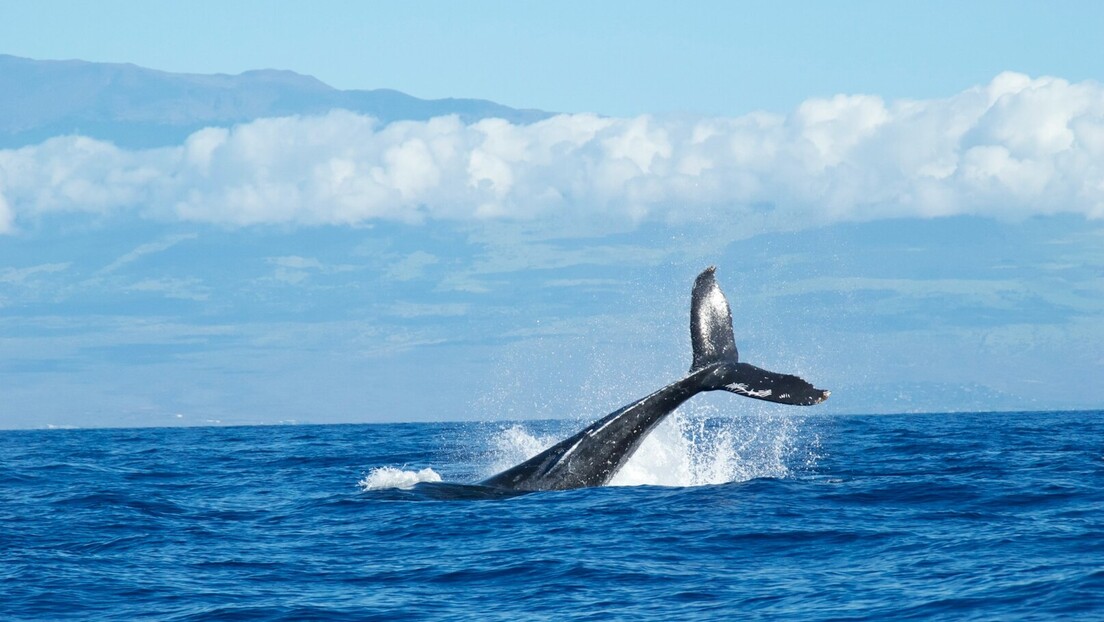 Крузер упловио у луку са мртвим китом на прамцу (ВИДЕО)
