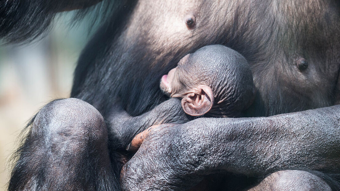Ožalošćena šimpanza se mesecima ne odvaja od mrtvog mladunčeta