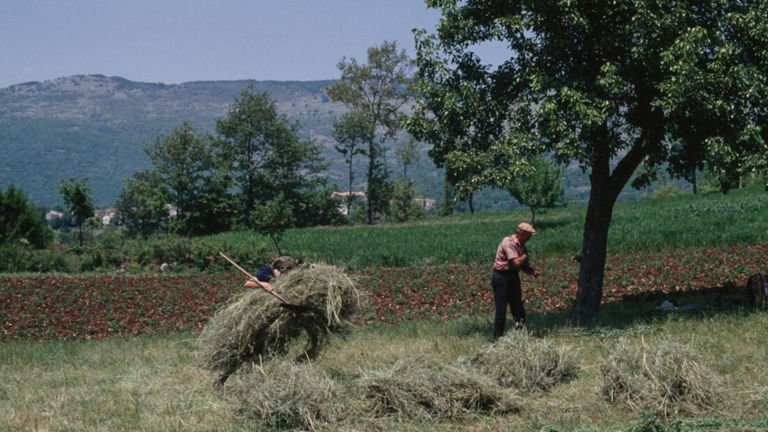 Popis poljoprivrede: Srpski seljak pred penzijom, zemlju obrađuju starci