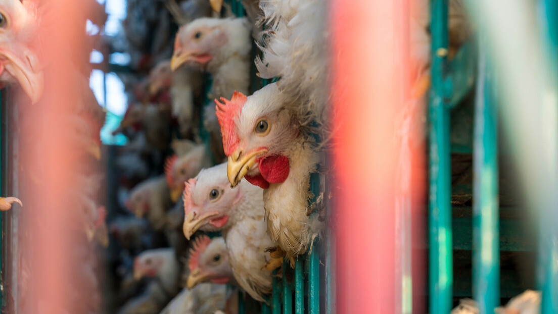 Novi soj ptičjeg gripa otkriven u Australiji: Uginula velika količina živine, farme u karantinu