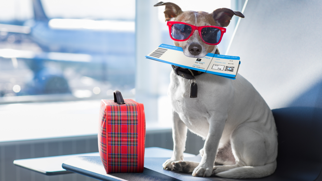 У овој авио-компанији су пси на првом месту: На лету имају крофне и шампањац, а мажење је императив