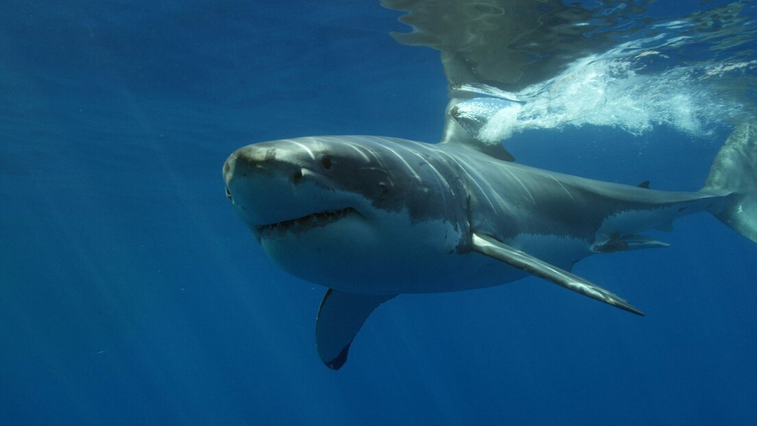 Зашто ајкуле нападају и на којој плажи је забележен највећи број уједа на свету