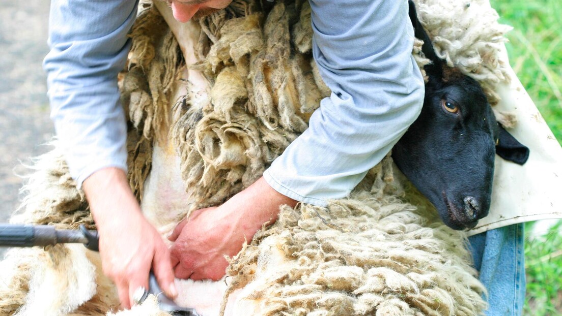 Skuplje šišanje ovaca od vune: Bacamo na stotine tona godišnje, a nosimo sintetiku