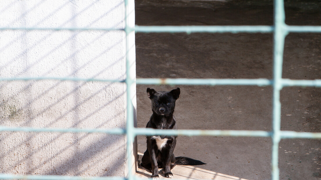 "Блиц": Власница азила пријавила да је угинуло 108 паса, животиње преминуле од глади