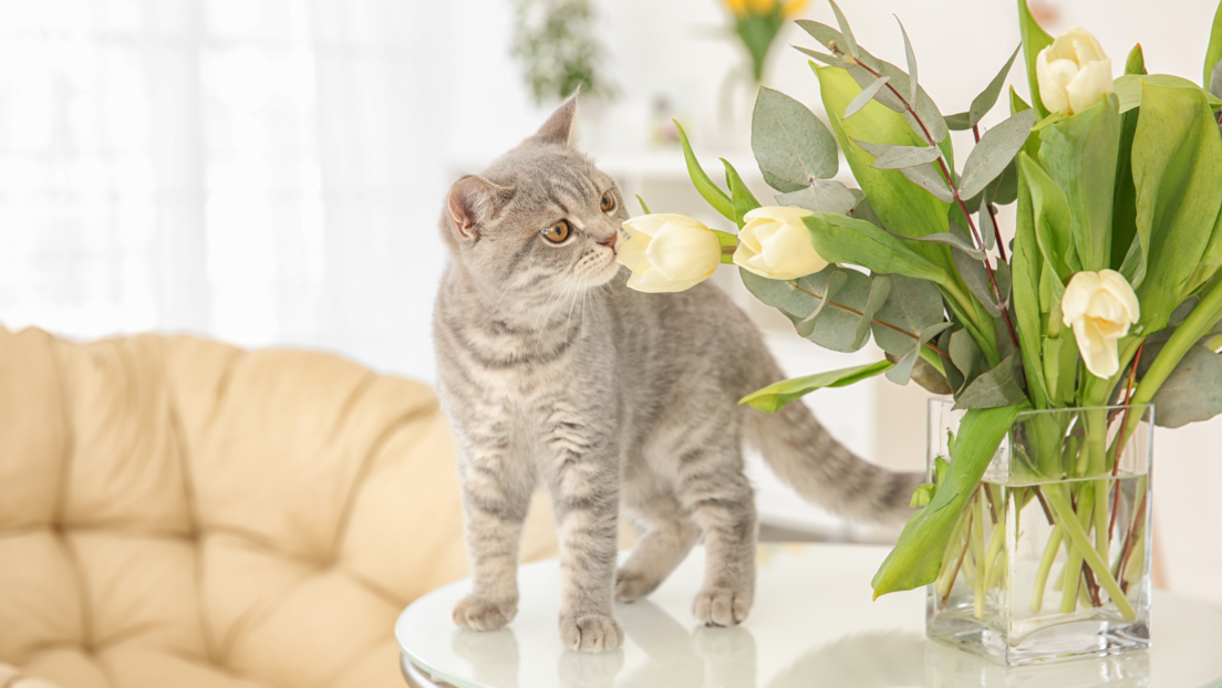 Ово цвеће је отровно за мачке: Ако волите пролећне букете, добро размислите где ћете их ставити