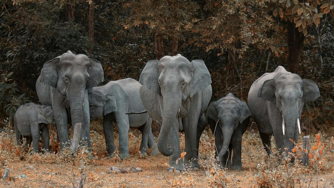 Слонови се међусобно дозивају по имену, кажу научници