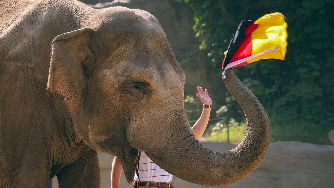 Афричка слоница Буби глуми хоботницу Пола - предвиђа победу Немачке на отварању Европског првенства
