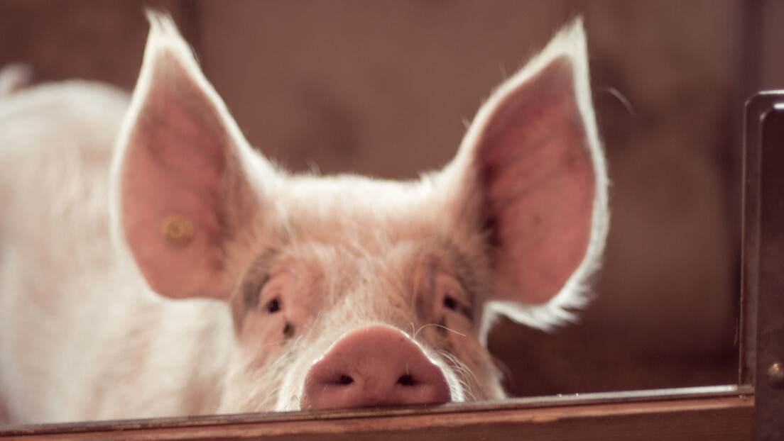 Tante za kukuriku? Kina otvara istragu o evropskoj svinjetini
