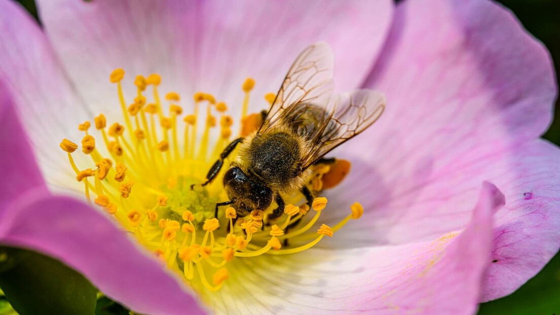 Kako da prepoznate da li vas je ujela pčela ili neki drugi insekt
