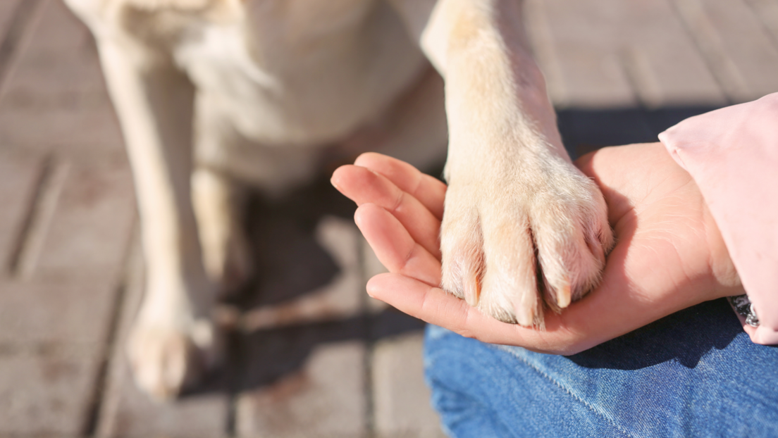 Уз правило "7 секунди" можете сачувати здравље свог пса на великим врућинама