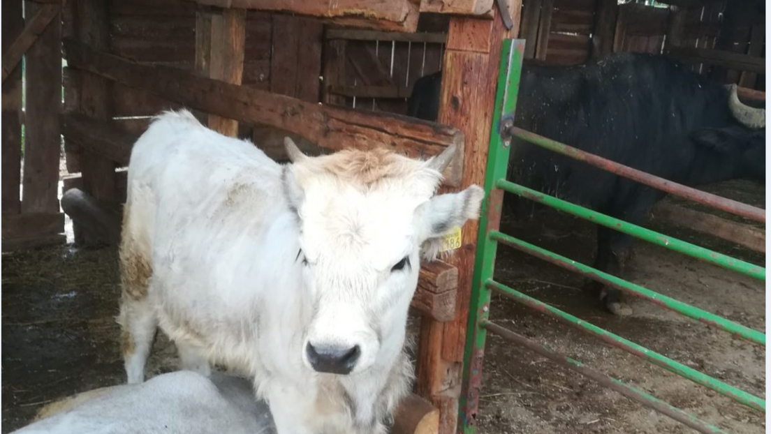 Posle 60 godina vratili smo autohtonu rasu goveda: Kolubarsko goveče jedini primerak u Srbiji
