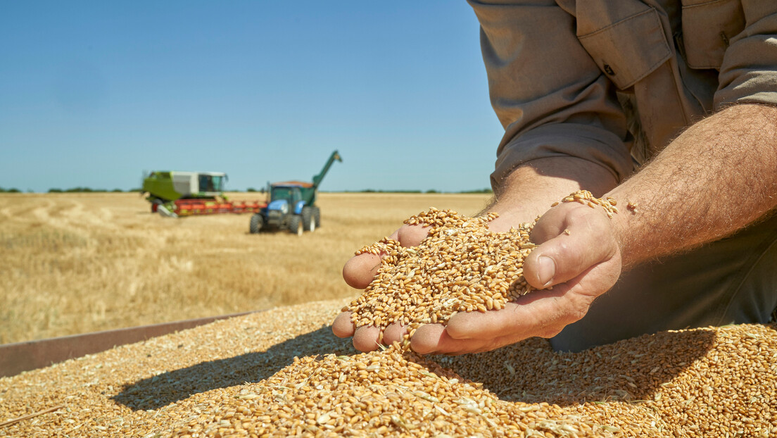 Šta smo posejali, a šta ćemo požnjeti: Pada proizvodnja pšenice i malina, obraćemo više kukuruza