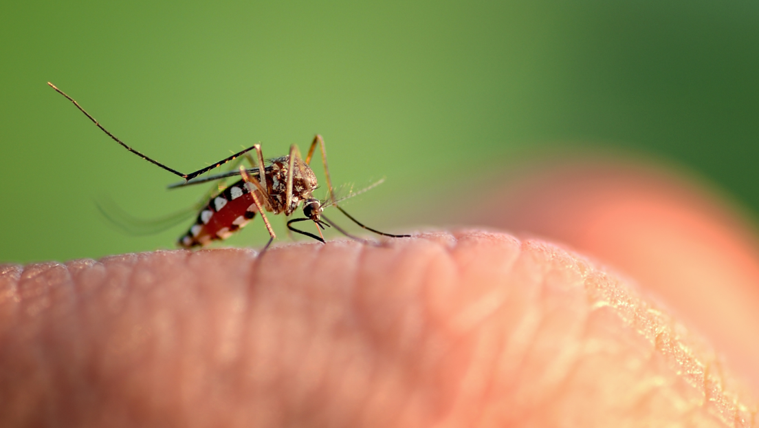 Koja krvna grupa je "najslađa" komarcima