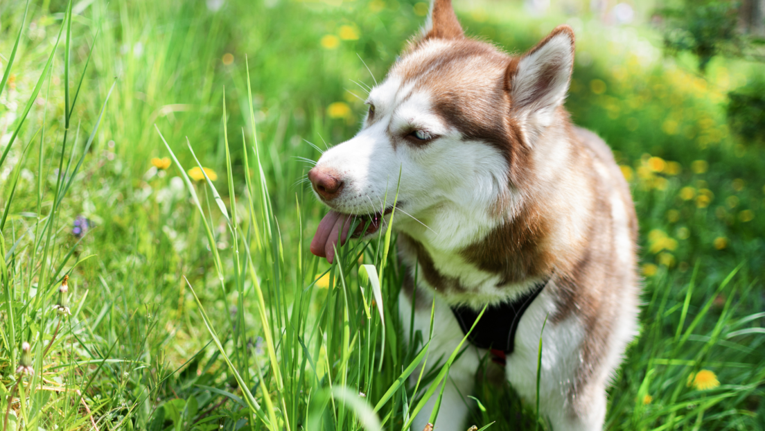 Popino prase: Najveći neprijatelj pasa i najveća briga njihovih vlasnika, posebno u letnjem periodu