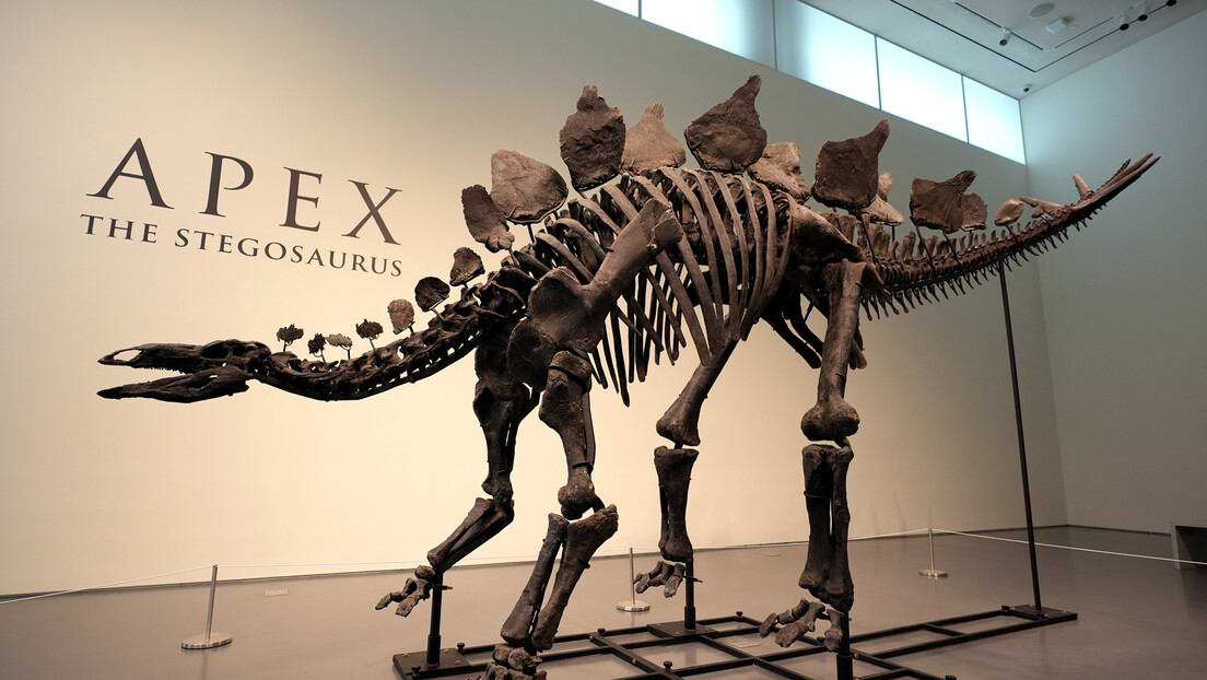 Скелет диносауруса на аукцији продат за рекордних 44,6 милиона долара