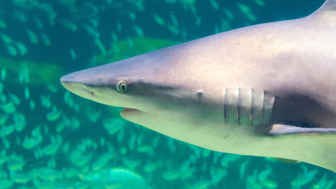 Ајкуле позитивне на кокаин: Храниле се пакетићима које су кријумчари дроге бацили у море