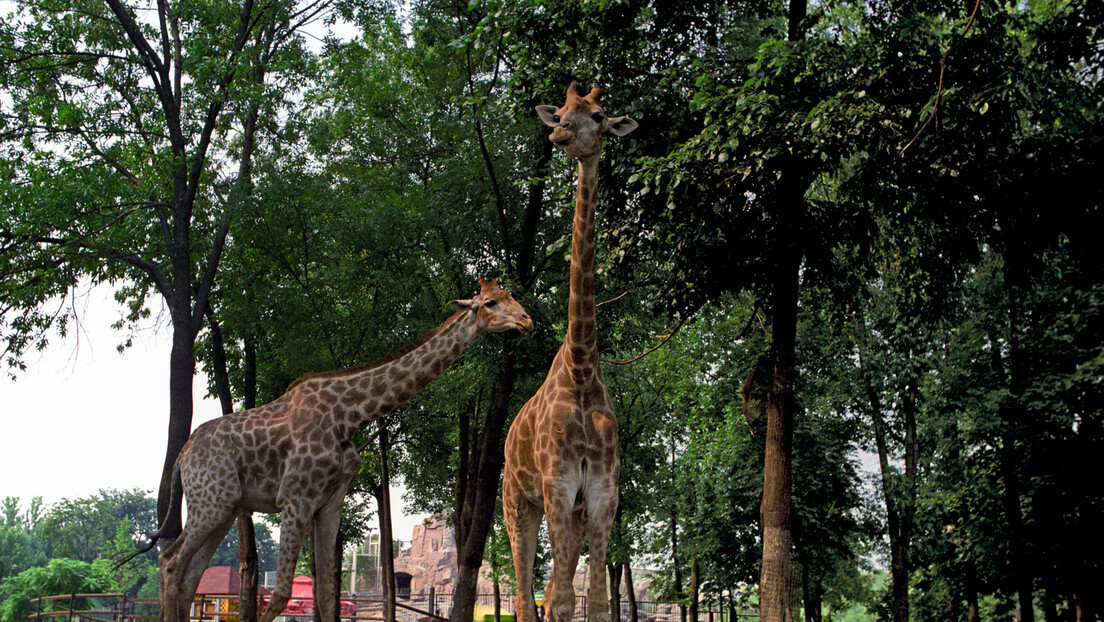 Угинула жирафа Самсон, маскота Московског ЗОО врта: Живела 30 година што је као 100 година за човека