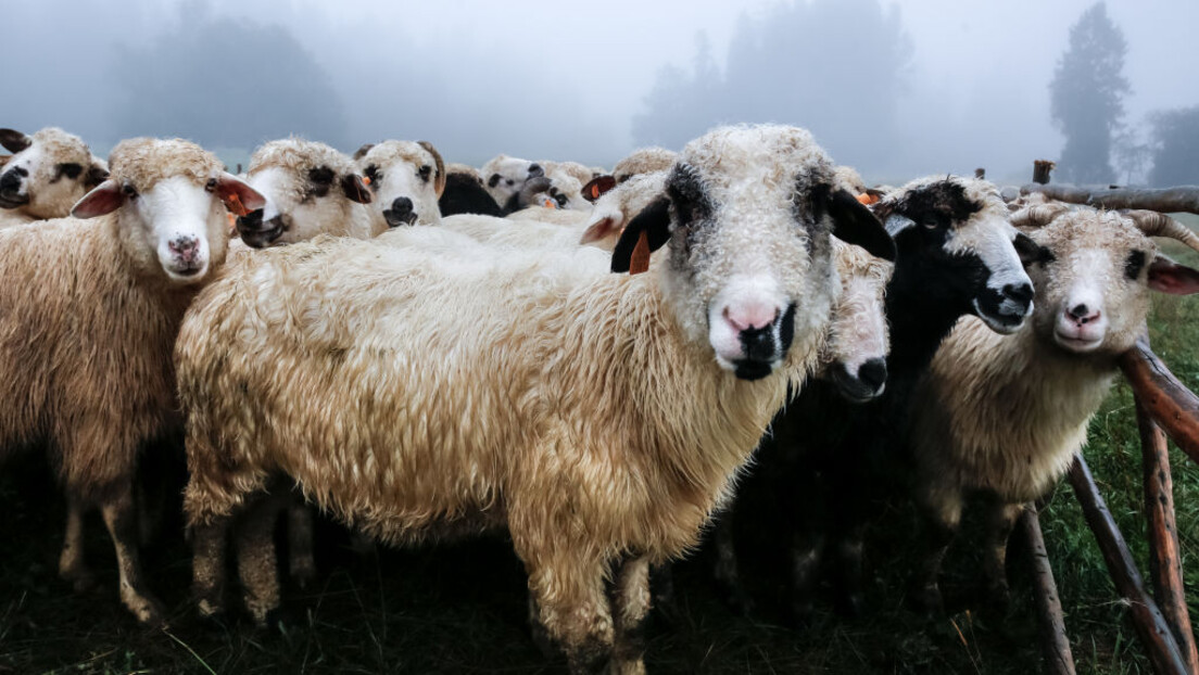 Epidemija kuge među ovcama i kozama hara jugoistokom Evrope, na udaru Balkan