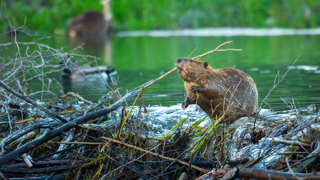 Poljska objavila rat dabrovima: Uništavaju nasipe i krivi su za poplave