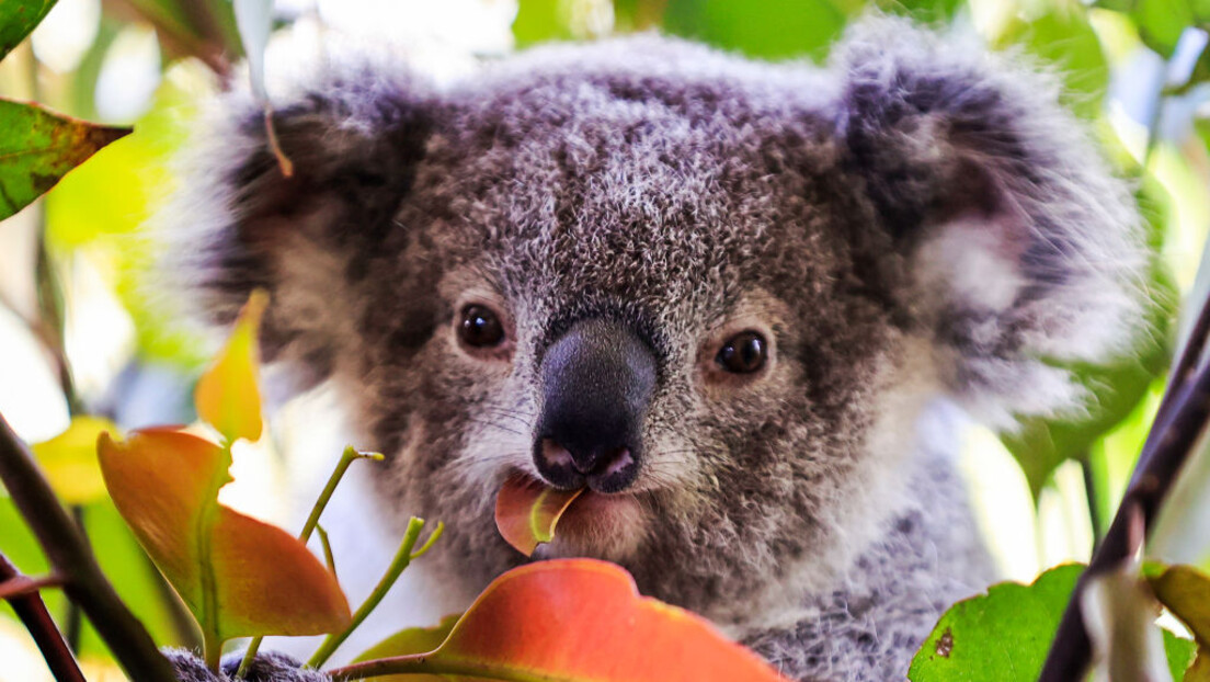 "Samo u Australiji": Par pronašao koalu u spavaćoj sobi (VIDEO)