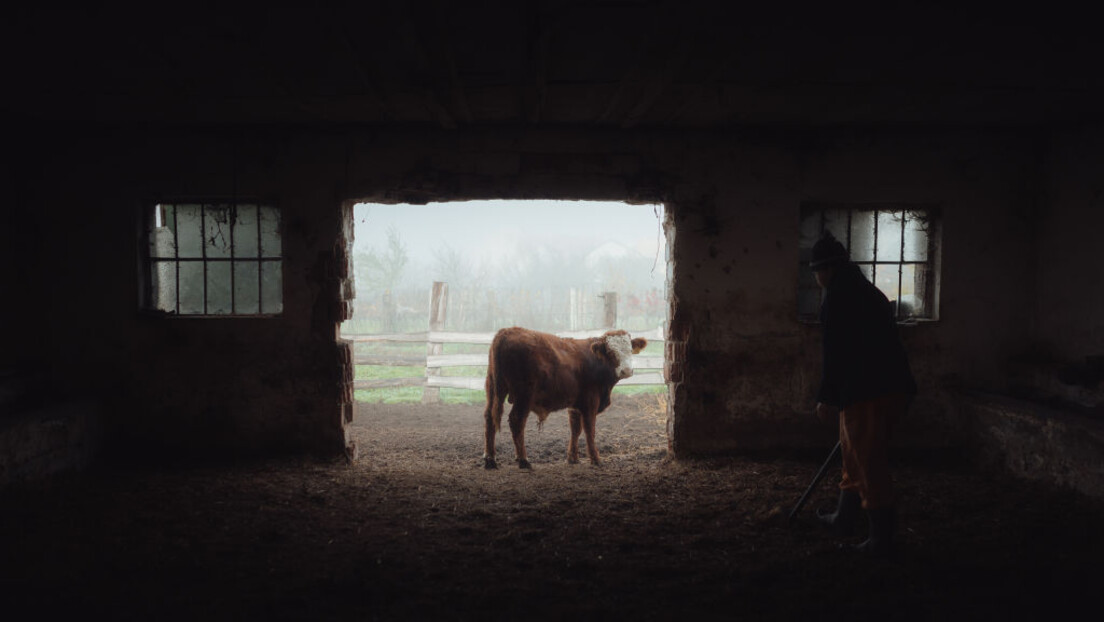 Не искључују биотероризам: Откуд слинавка и шап одједном у Мађарској и Словачкој