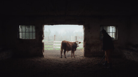 Не искључују биотероризам: Откуд слинавка и шап одједном у Мађарској и Словачкој