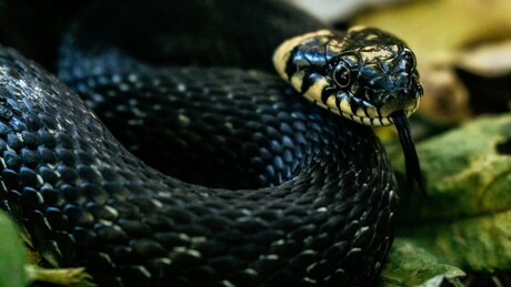 Скоро две деценије намерно убризгавао себи змијски отров и створио до сада најјачи противотров