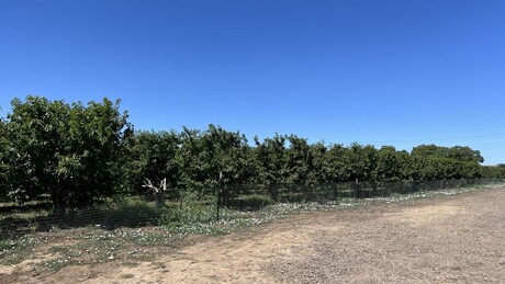 Ове године нећемо јести домаћу кајсију: Мраз и град обрали више од 350.000 тона разног воћа у Србији