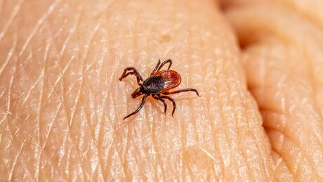 Krpelj može da oseti čoveka na udaljenosti od 10 metara