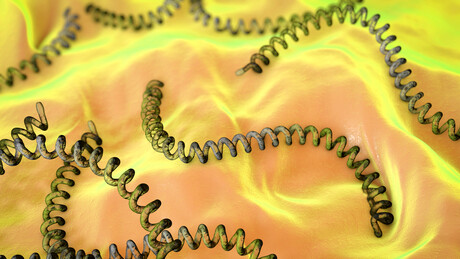 U Republici Srpskoj potvrđeno šest slučajeva leptospiroze