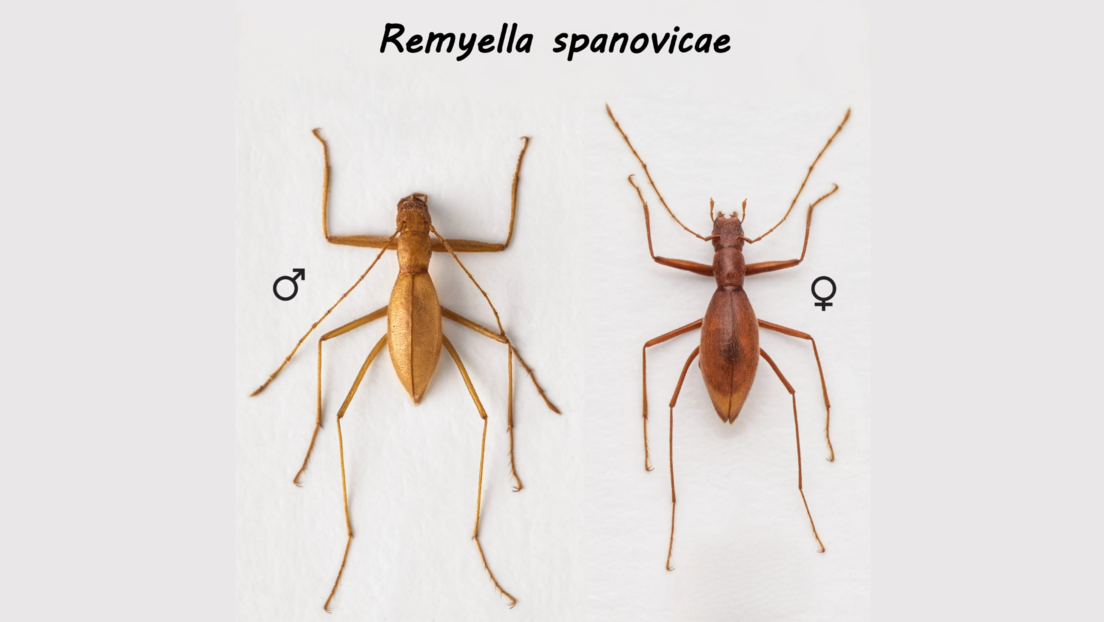 Naučnici otkrili novu vrstu insekta: Nazvali ga u čast srpske atletičarke Ivane Španović