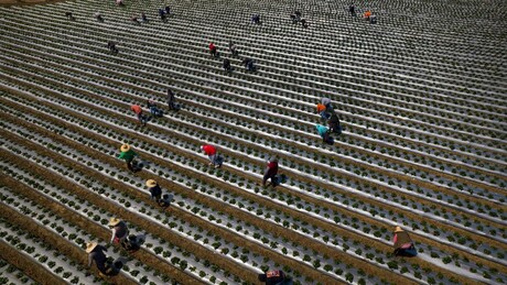 Рације на фармама у Калифорнији и Небраски: ИЦЕ тражи мигранте