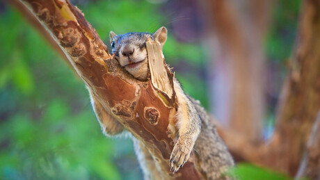 Vrelo do petka: Tropske noći i temperatura do 37 stepeni