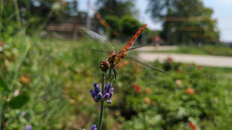 Sunčano i toplo, temperature do 33 stepena