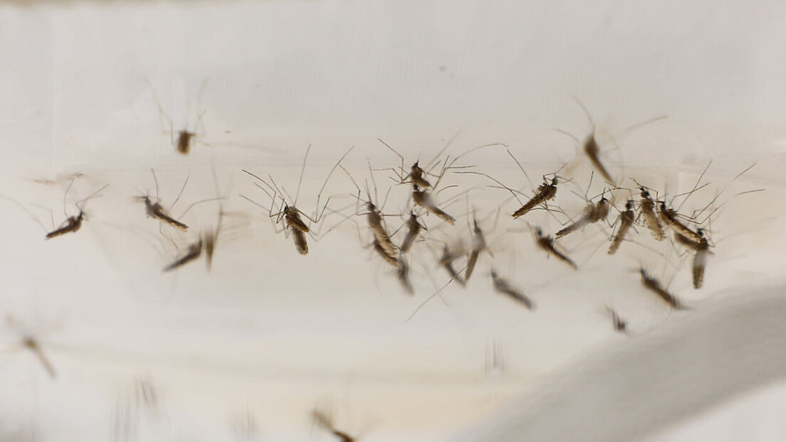 Virus Zapadnog Nila na Čukarici u Paliluli: Pojačane mere zaštite u Beogradu