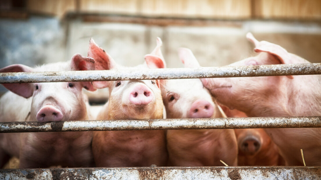 Tri žarišta afričke kuge u Srbiji: Veterinarska inspekcija se oglasila o bezbednosti svinjskog mesa