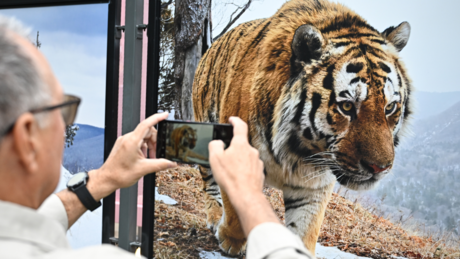 Ruska populacija amurskog tigra više nije u opasnosti od izumiranja