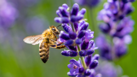 Zujanje pčela postaje sve tiše - evo zašto to može predstavljati problem za planetu