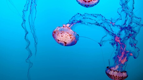 Šta da radimo kad nas meduza opeče - najčešći simptomi i kako pružiti prvu pomoć