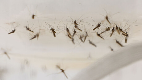 Институт Батут: Два случаја грознице Западног Нила у Србији