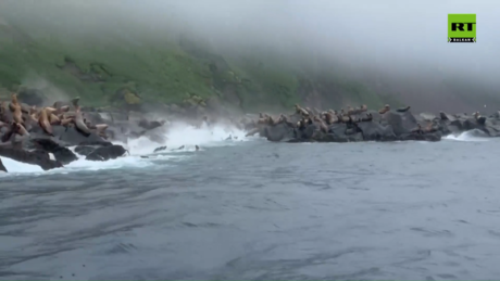 Morski lavovi beže, kitovi nasukani na obalama Rusije i Japana zbog cunamija (VIDEO)