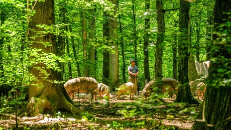 Vremenska prognoza: Leto se vraća na velika vrata, temperature ponovo u crvenom