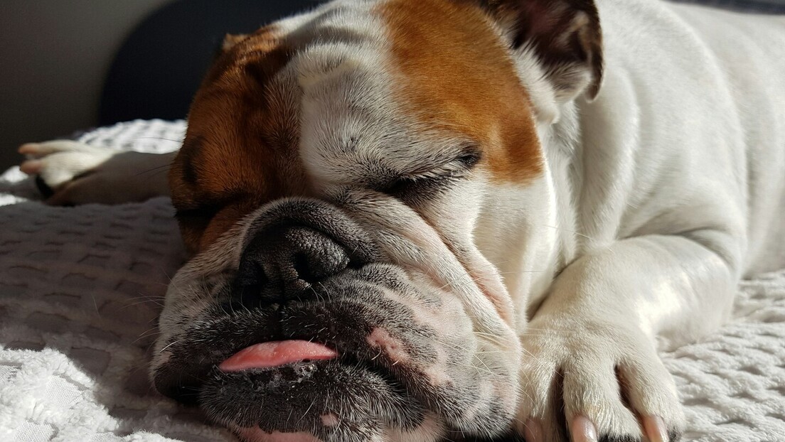 Ovaj pas je odneo titulu najružnijeg, ali je zapravo srce na četiri šape (VIDEO)