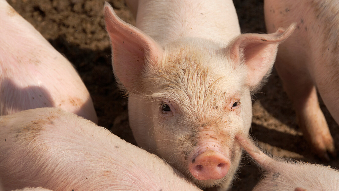 Плућа свиње први пут пресађена човеку