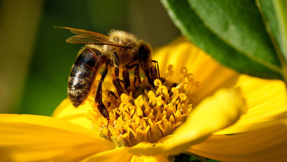 Nije svejedno: Divlje pčele pažljivo biraju različite cvetove da bi imale "izbalansiranu ishranu"