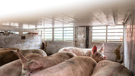 Афричка куга у Мачви и Подрињу: Надлежне брину нова жаришта болести свиња у Богатићу