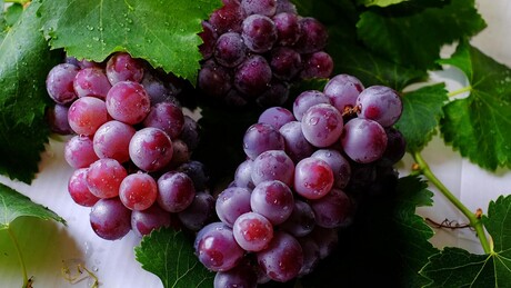 Грожђе је више од слатког залогаја - пуно здравствених користи у сваком зрну